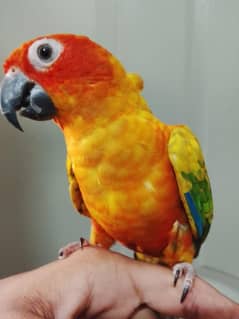 sunconure