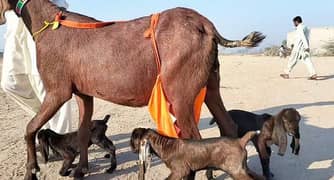 3 bacchon wali Bakri for sale Call me 03433066498