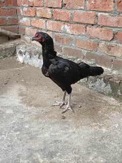 healthy aseel murgi