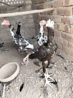 aseel chick's