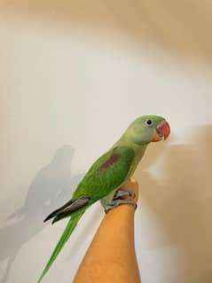 Raw parrot chick for sale