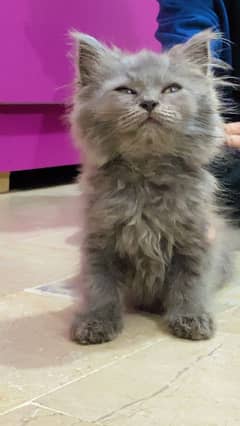 Persian kitten 03428228466