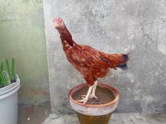 brown aseel miawali murgi