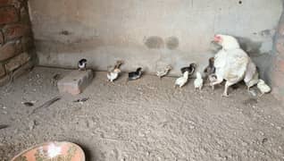 Aseel Heera and rampuri  breed