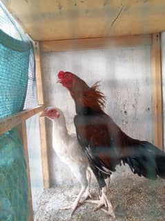 aseel pair
