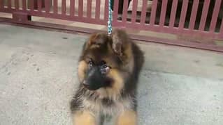German shepherd puppies long coat my WhatsApp number 03001868066