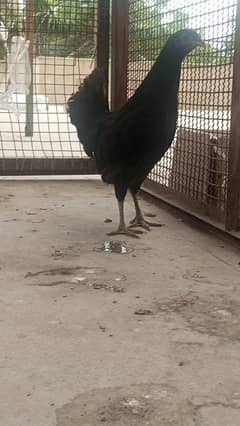 austroplo female age 4 month