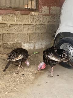 TURKEY
