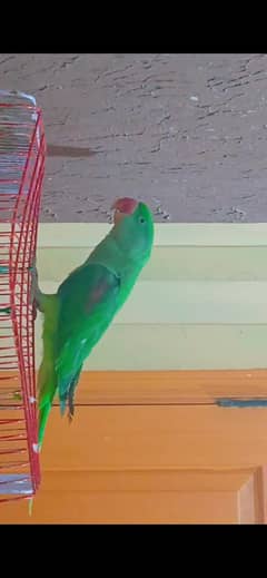 Kashmiri Raw Parrot