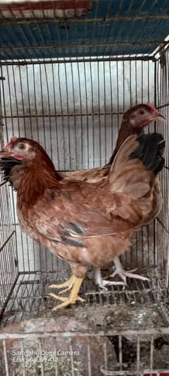 2 Hens for sell