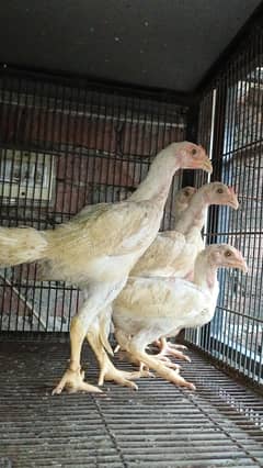 White Shamu Chicks | Shamo | Heera | Aseel | Lahore