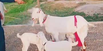3 bacchon wali gulabi bakri for sale Call me 03433066498