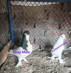 Different types Pigeon pairs for Sale