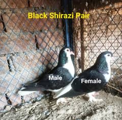Different types Pigeon pairs for Sale