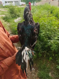 aseel lasani breed