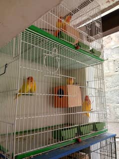 full setup for sale breed karty huy pair ha sab