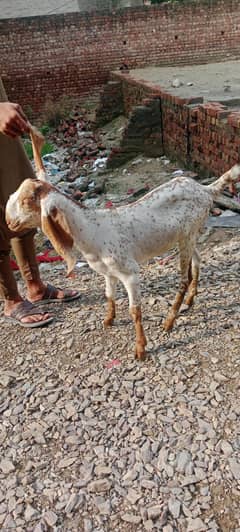 for sale