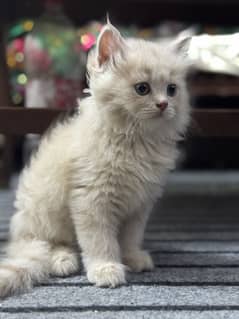 Persian triple cot female