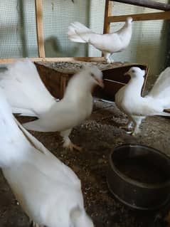white lakah kabootar