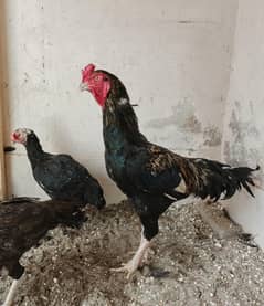 lasani Aseel high quality Eggs Available