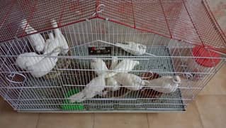 Pair of beautiful white pigeons pairs