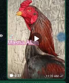 Lakha topla for sale