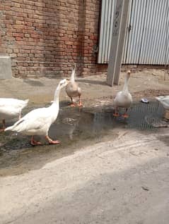 jisko Jo chahie wo rabta ker ly