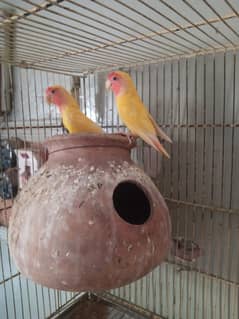 love birds
