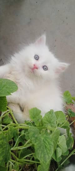 Persian kittens for sale