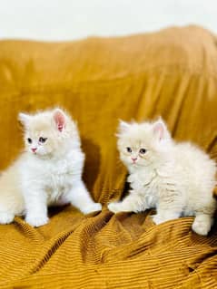 blue eyes white Persian kitten|Triple long coat |WhatsApp. 03250387943