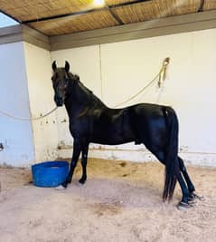 horse for sale in karachi