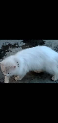 White persion cat