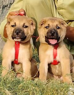 King Kurdish kangal Pair / Kurdish kangal Puppies for sale