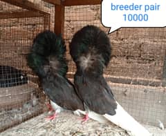 fancy pigeon | kabutar| Jacobin|  frillback saddle | amarican fantail|
