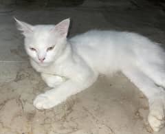 Persian Male Cats