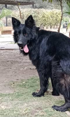 black GSD