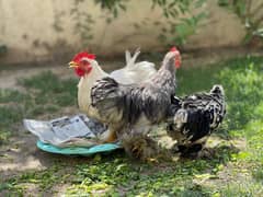 fancy hens blue bantom