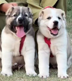 King Alabai Pair | Alabai Puppies | Alabai security Dog For Sale