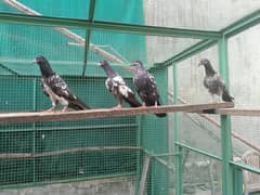 Rampuri acha joro ka beautiful bacha for video whatsapp 03161440961