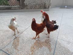 1 male & 3 females