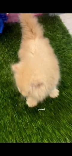 blue eyes white Persian kitten|Triple long coat |WhatsApp. 03250387943