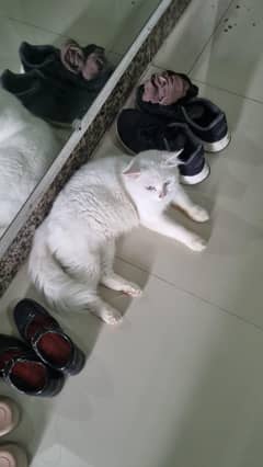 Triple coated Persian Breeder female cats on Sale