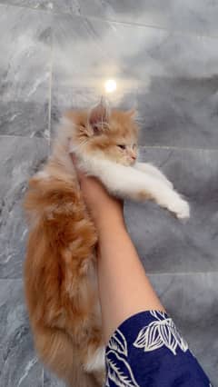 49 days persion kitten available