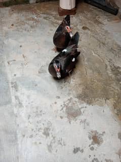 Muscovy duck Female and Male