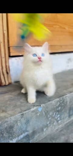 blue eyes white Persian kitten|Triple long coat |WhatsApp. 03250387943