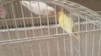 Albino Red Eyes into Parblue Pastelino