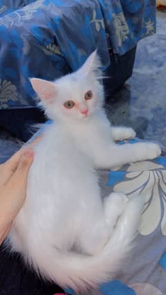 Persion cat