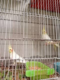 cocktail breeder confirm male female pair available