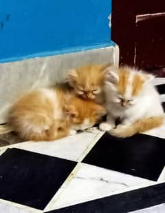 Persian double coated kittens for sale