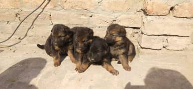 original breed German shepherd